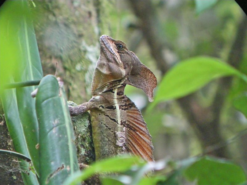 Album - Costa-Rica