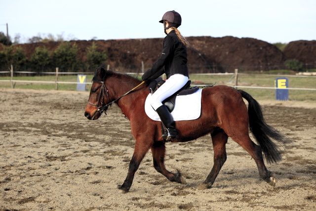 Epreuves de l'après-midi partie 01 concours de dressage au poney club de léguevin le 11 déc 2011