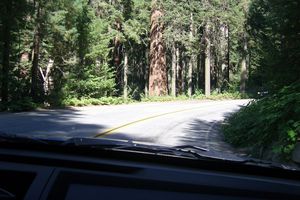 J23 – Samedi 9 août : Sequoia Park