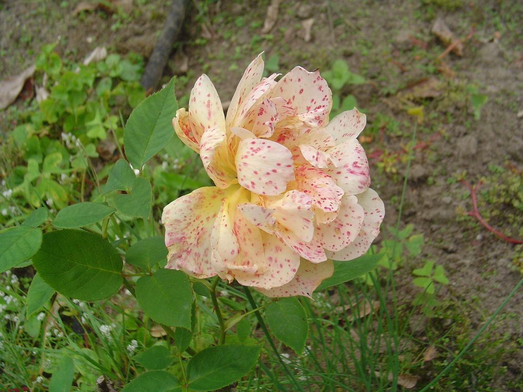 Album - Jardins-en-fleurs