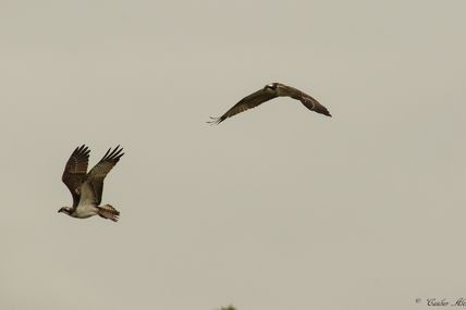 Balbuzard pêcheur (Pandion haliaetus)