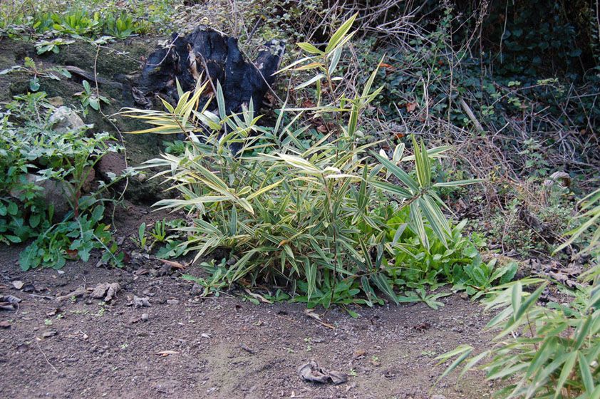 A partir de 2005, nettoyage du terrain avec un croissant, ciseaux à tailler, pioche ... ratisser et brûler les déchets
En 2006, plantation de palmier, bananier et premiers bambous.
Clôture provisoire pour empêcher les sangliers de faire des d