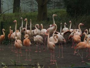 Anchali, Flamingos, Erdmännchen