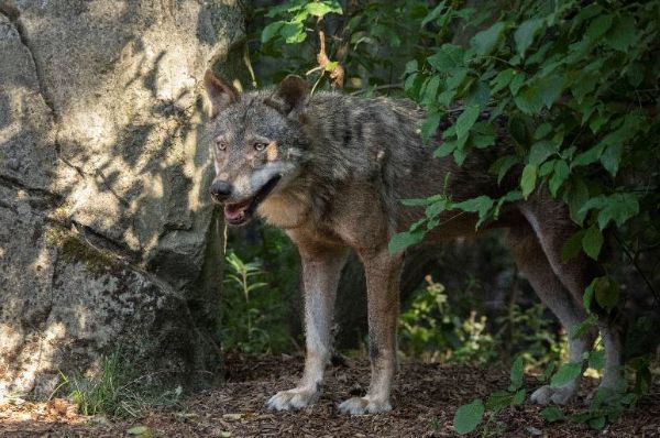 Anao, loup ibérique © M Descombes – MNHN