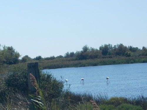 Une journée en Camargue...