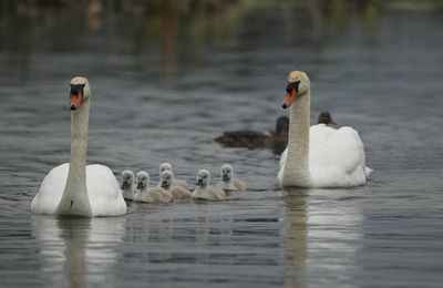 Cygnes tuberculés et cygneaux (étang de la Bassée)