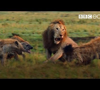 Le sauvetage d'un lion par un autre lion...