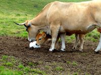 Vaches de la race Aubrac