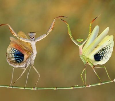 Et le couple de l'année dans la vie comme sur la piste de danse est...