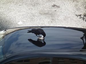 Une auto, un corbeau...