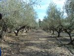 Fête de l'olive de Lucques à Bize Minervois 15 octobre