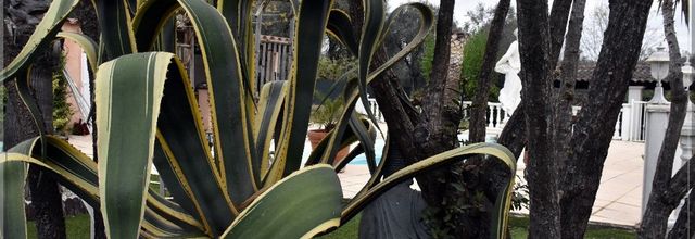 QUOI DE NEUF DANS MES CACTUS AVEC OU SANS EPINES ? (EPISODE 1)