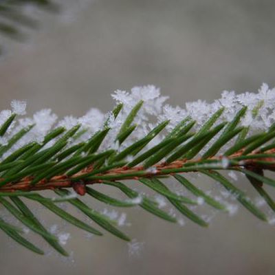 Branches de Noël...