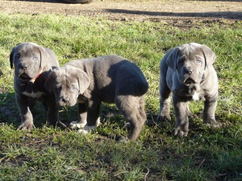 Archives Cane corso 2011