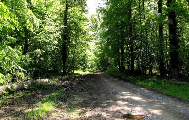 la Route Forestière de Sainte-Croix