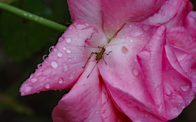 Après la pluie