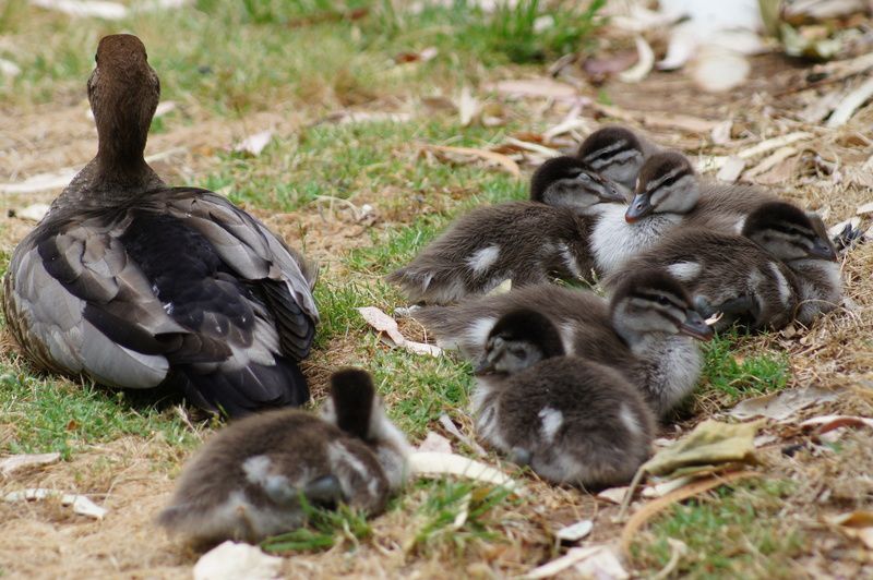 NB :Papa Canard, c'est contre Titoune qui menace sa couvée qu'il est courroucé !