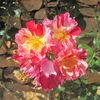 Des fleurs 