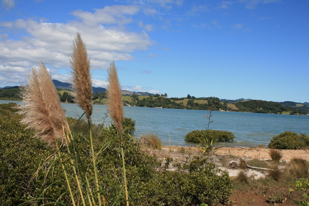 Album - Coromandel Town