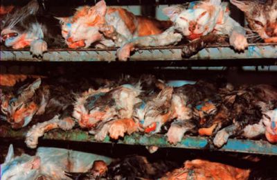 STOP aux tortures sur des animaux dans les laboratoires de l'Université de l'Utah !!!