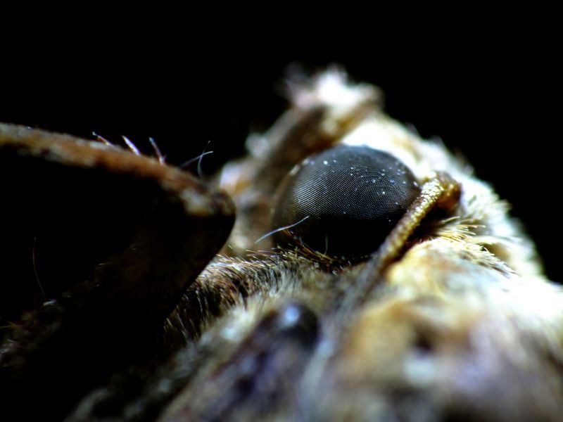 Album - Photos d'insectes et arachnides