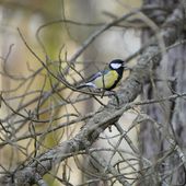 Chante, Carbonero