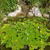 musée des plantes aquatiques