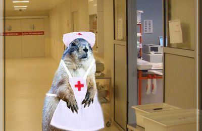 La Marmotte infirmière