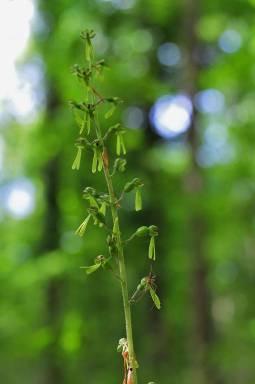 Listère à feuilles ovales (Listera ovata).