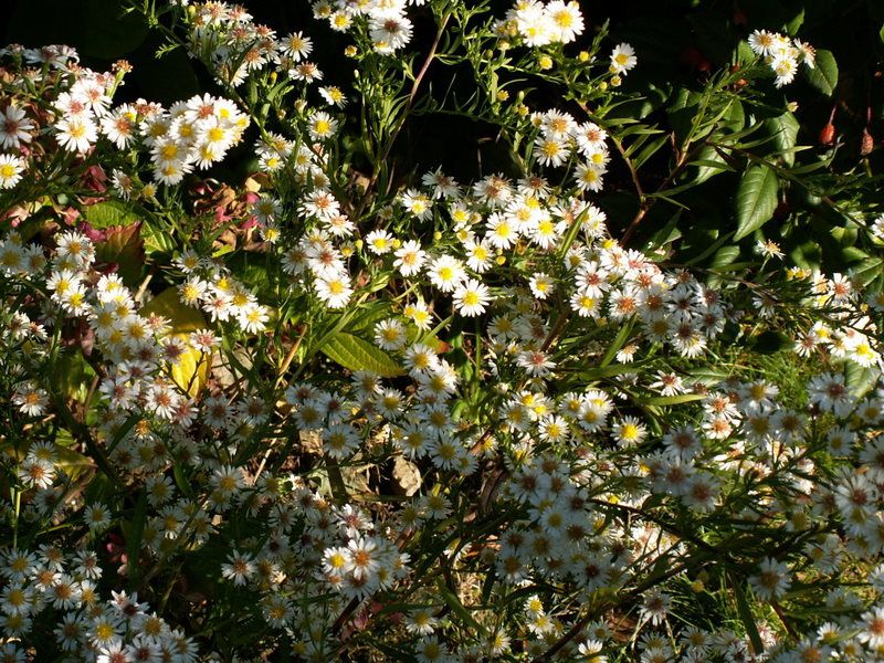 quelques petites scènes surprises au jardin avec l'APN cet automne.