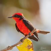 Moucherolle vermillon - Pyrocephalus rubinus - Scarlet Flycatcher