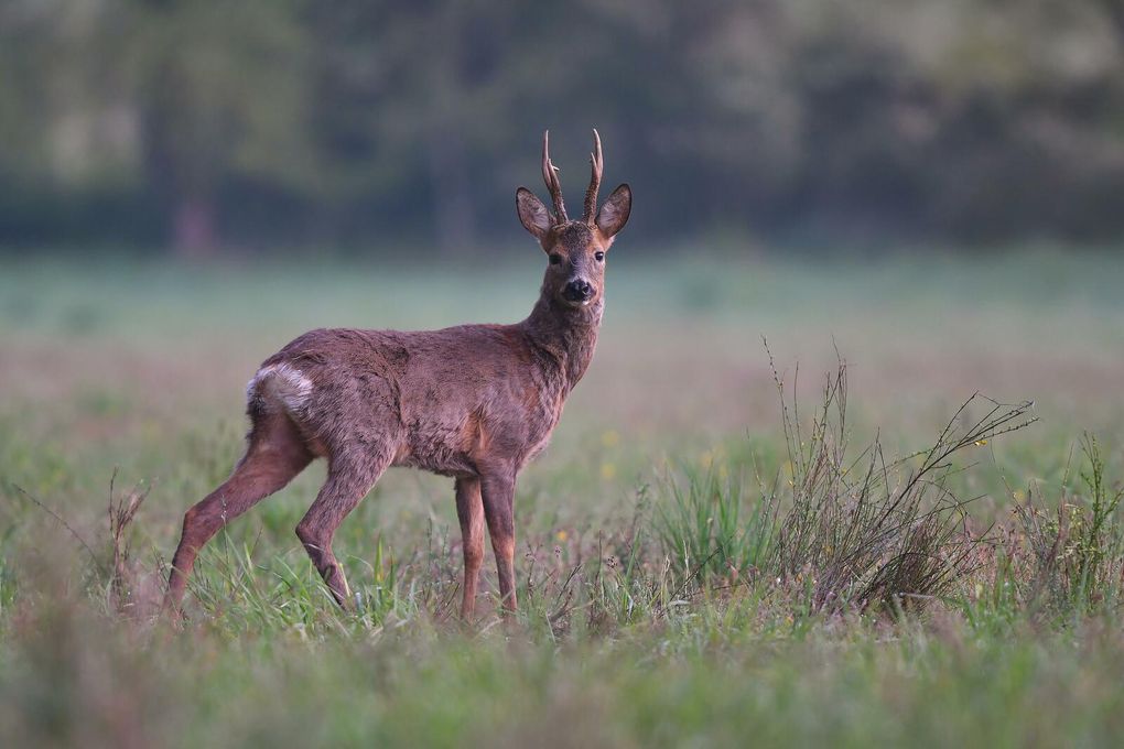 Brocard (chevreuil européen), le photographe est repéré.