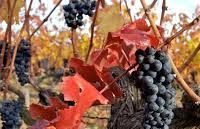 #Carmenere Producers Argentina Vineyards