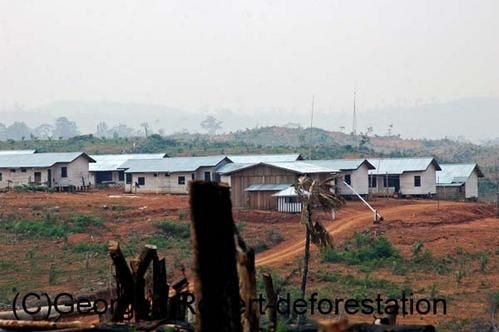 Une série d'image du véritable massacre écologique qui est en cours à Bornéo. Exploitation des bois précieux, du charbon de bois, plantation de palmiers à huile... Un sacré cocktail...!