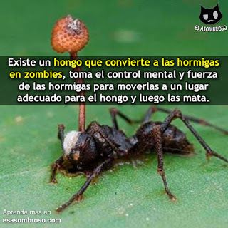 El hongo que convierte en zombie a las hormigas