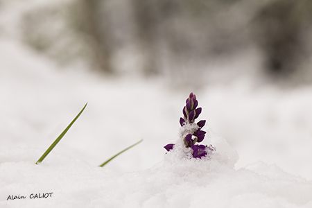 Orchis male