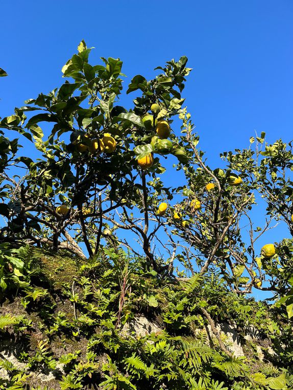 Je ne résiste pas au plaisir de partager cette fleur et les beaux citrons sur fond de ciel azuréen en plus de la jolie maison toute simple 