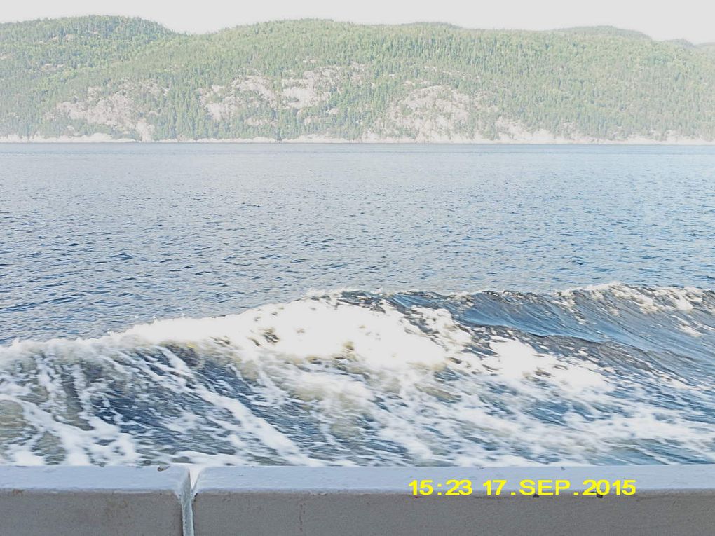 TADOUSSAC et les baleines...et canards!!