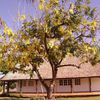 Golden Shower,Cassier,Cassia Fistula