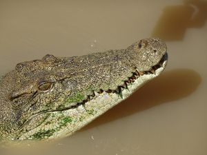 Jumper crocodiles 