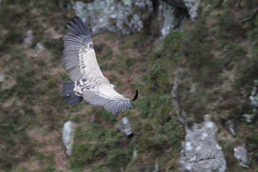 Vautour