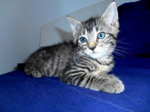 Jade, chaton femelle tigrée, à l'adoption -&gt; adoptée