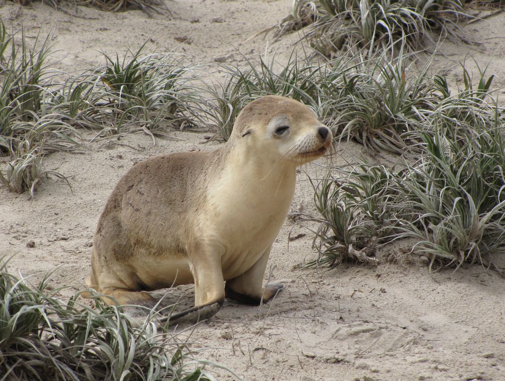 Melbourne - Great Ocean Road - Kangaroo Island - Adelaide - Coober Pedy - Uluru - Alice Springs