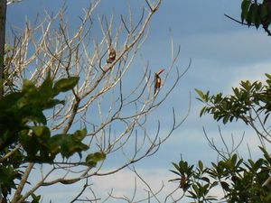 COSTA RICA - accueil touristique dans la jungle - &quot;Bolita&quot;