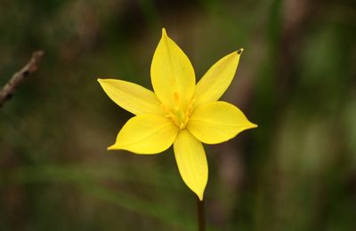 Tulipa sylvestris