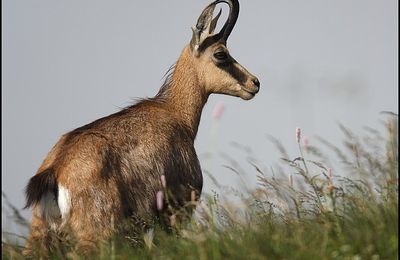 Chamois