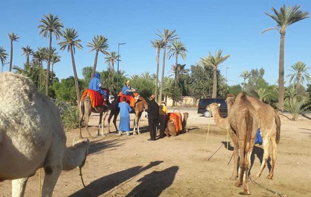 Balade chameau Marrakech