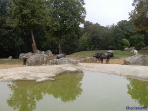 Zoo de Beauval en camping-car (Voyages en camping-car)