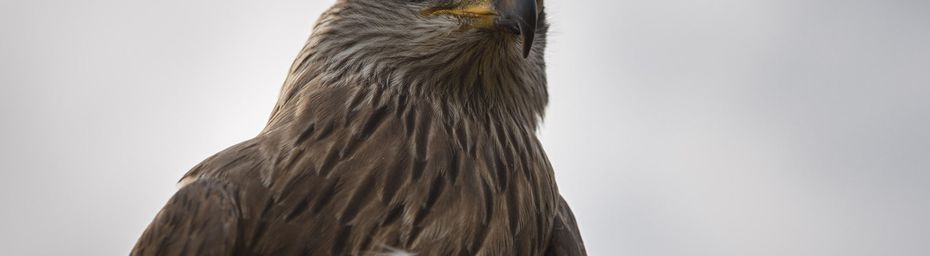 Le jardin aux oiseaux