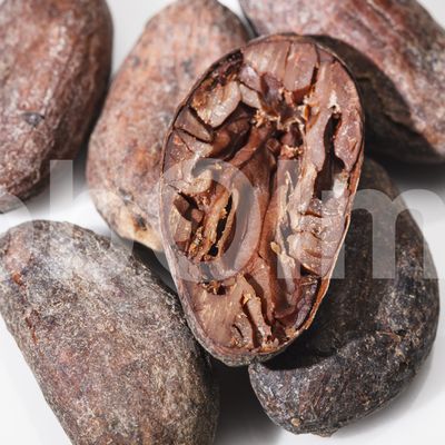 Étude Détaillée Sur La Truffe : Or Noir De La Gastronomie